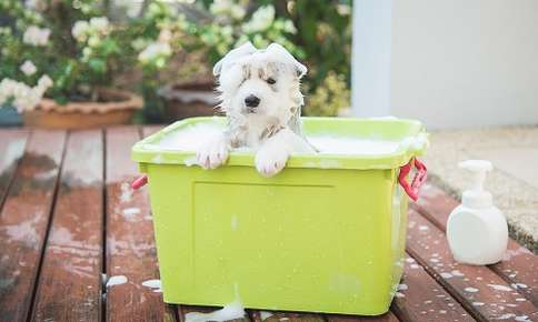 dog grooming and bath