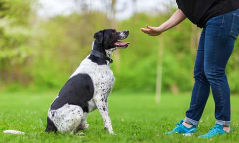 Dog learning to sit and stay.