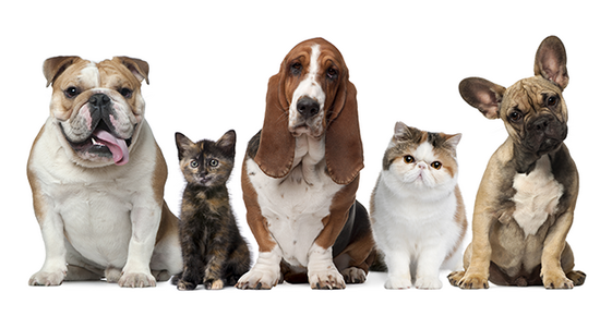 Dogs and cats pose in a line.