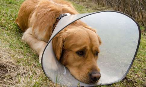 dog in a cone dog in a cone