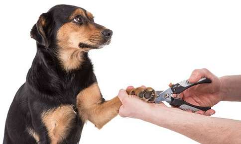 Dog getting nails trimmed