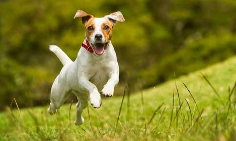 Small dog running Jack Russell Terrier running through field