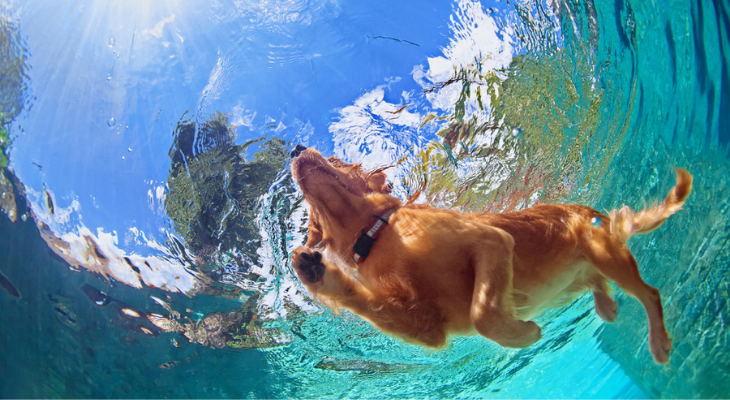 Dog swimming in pool