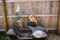 scootermotorcycle.jpg