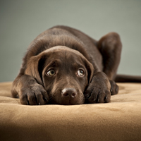 Dog pet sick gastroenteritis