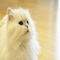 White cat with hairballs