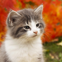 fall cat