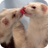 ferret_health3.png