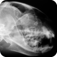 the_veterinary_approach.png