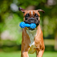 pet benefits