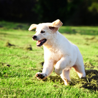 Golden_retriever200.jpg