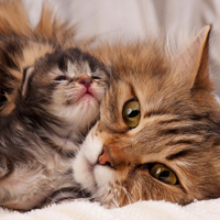 Flea Prevention in Cats and Kittens