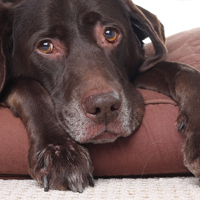 pet_laser_therapy_200.jpg