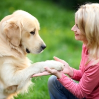 helpful dog