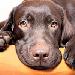 Natural Stress Relief for Pets