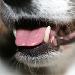 Dental Care for Your Pets 