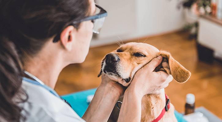 vet examining the face of a dog during an annual wellness exam